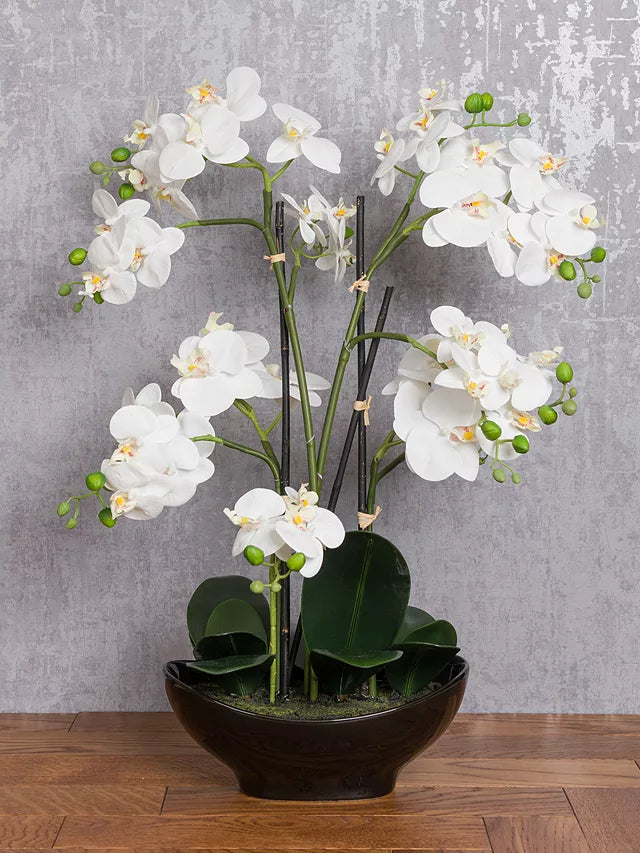 Medium Orchid in pot