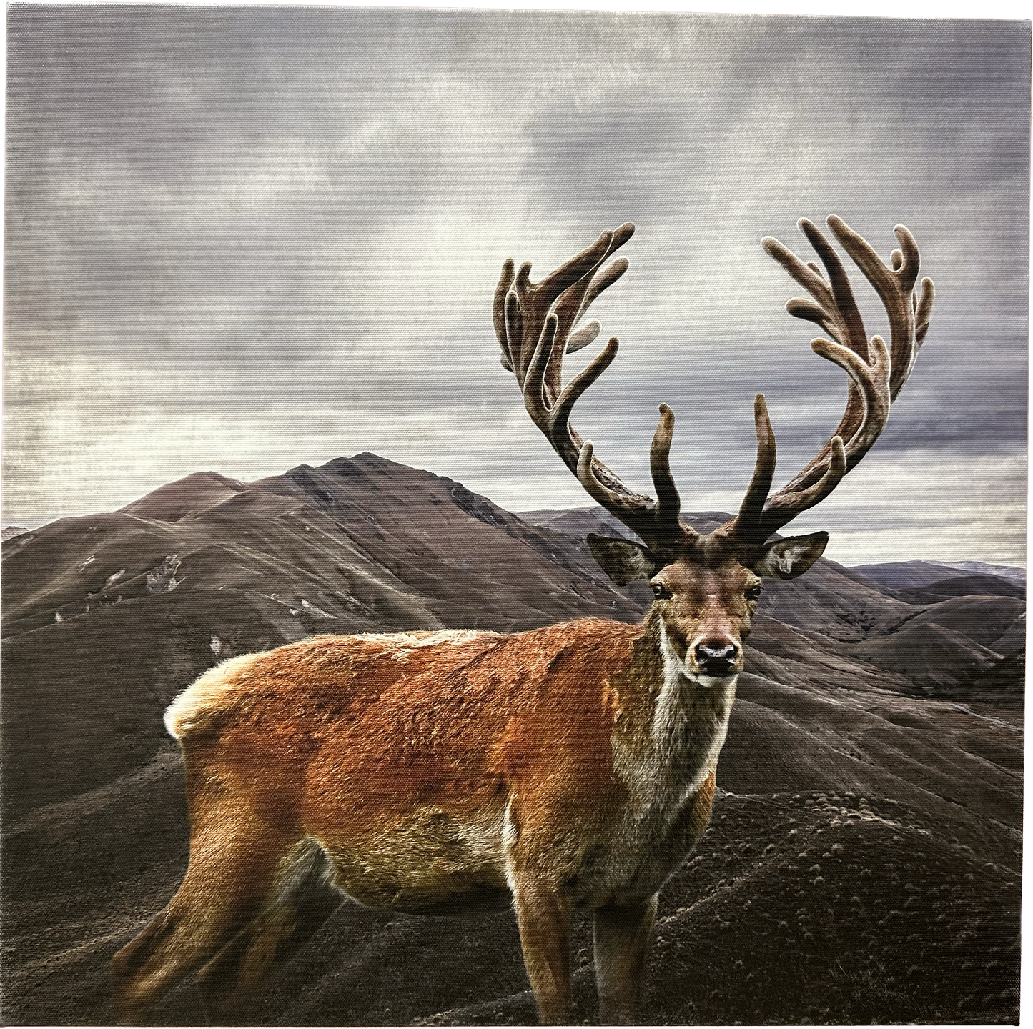 Stag sanctuary Clive Collins Artwork