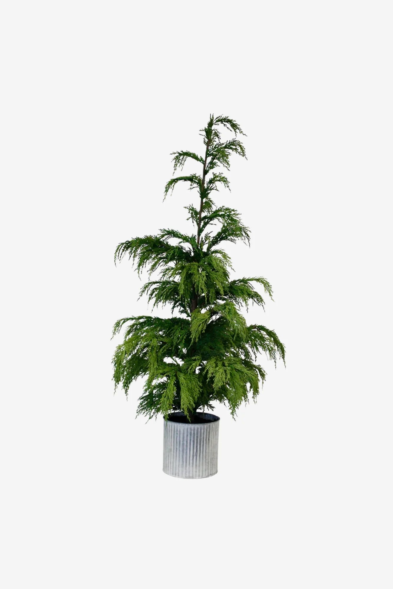 Weeping cedar potted 70cm in galvanised pot