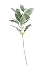 Lambs ear short stem