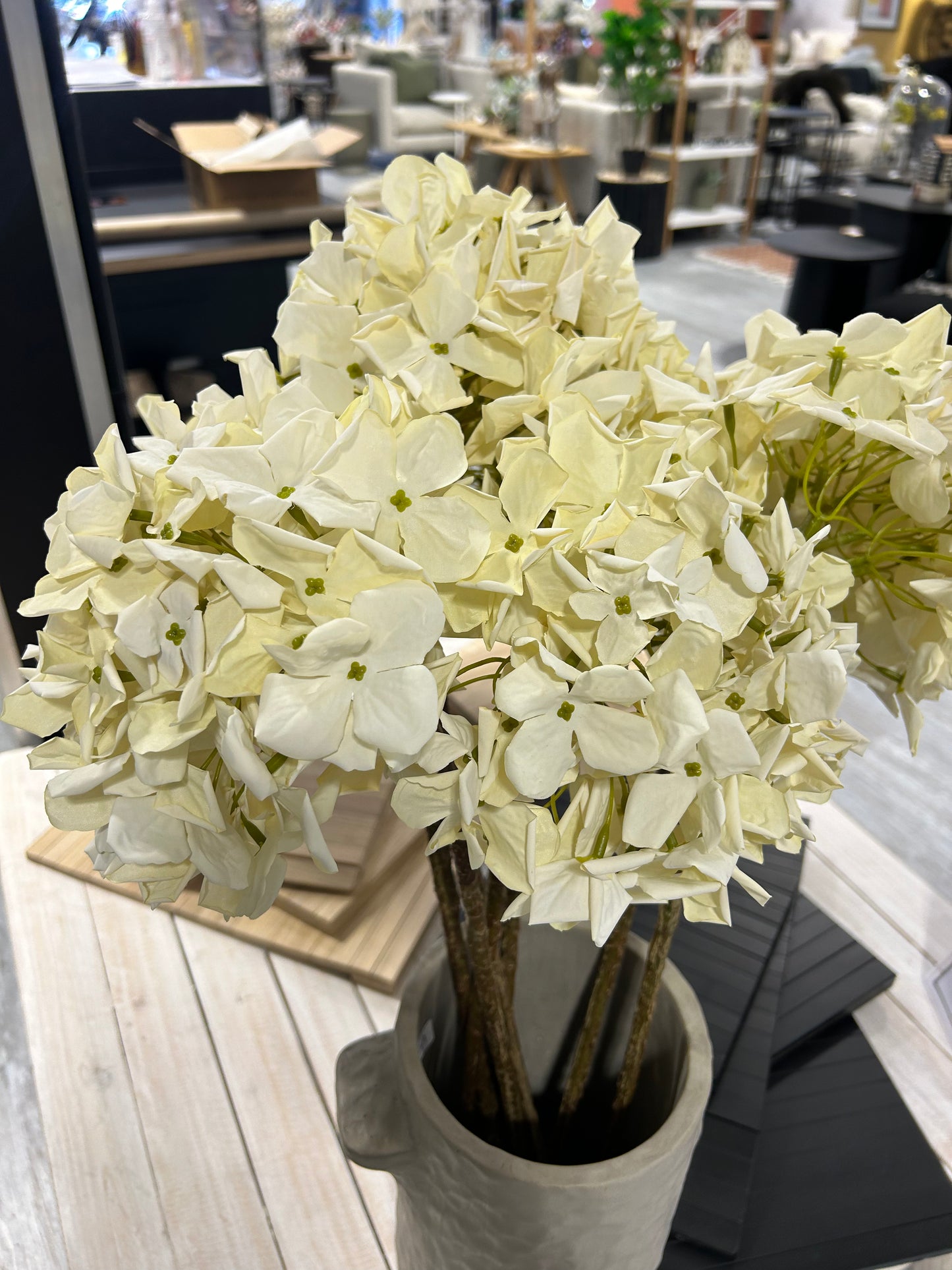 Grandiflora Hydrangea - Cream