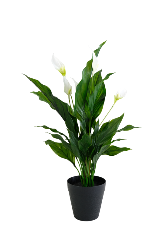 Peace Lily W/Flowers Potted 48cm