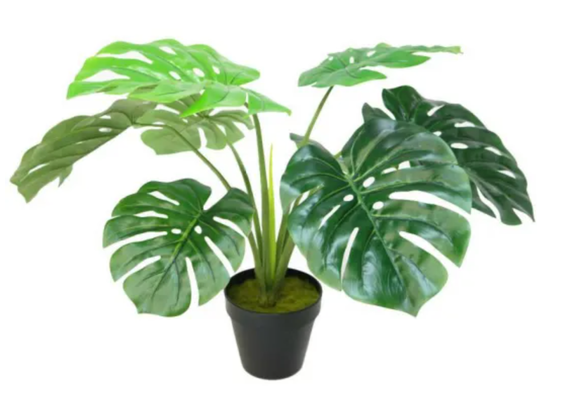 Monstera with black plastic pot