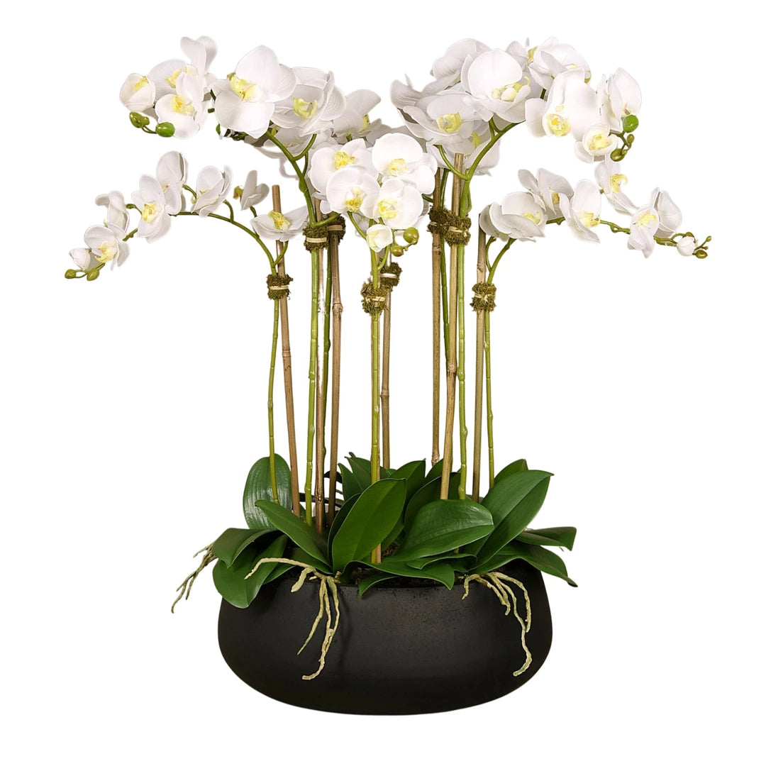 Large orchid in pot
