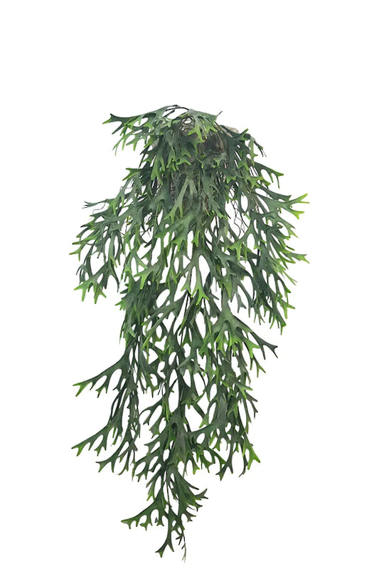 Hanging Staghorn Bush