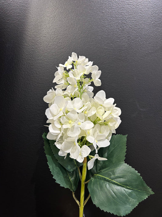 Panicle Hydrangea - White