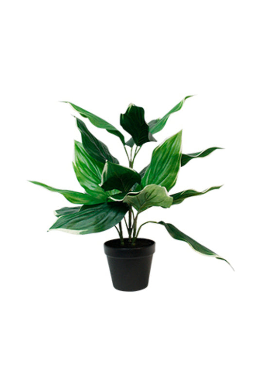 Hosta Undulata Potted 47cm