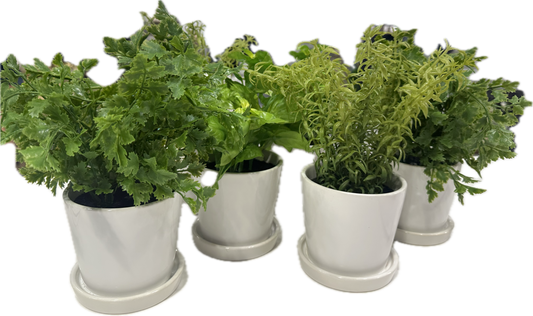Greenery Ceramic Pot - Small