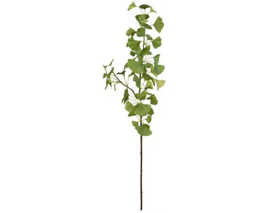 Green Ginkgo Spray